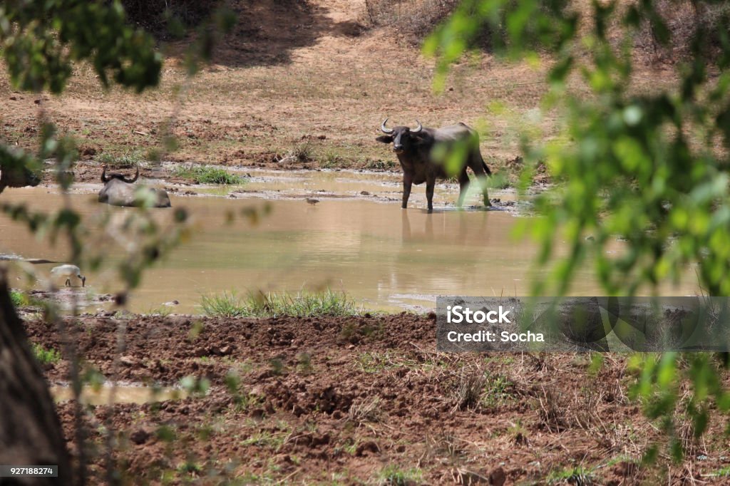 Water Buffalo in Yala National Park Adventure Stock Photo