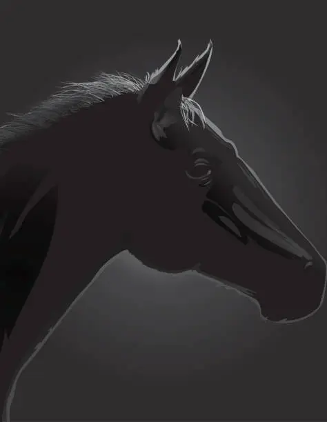 Vector illustration of arabian black stallion