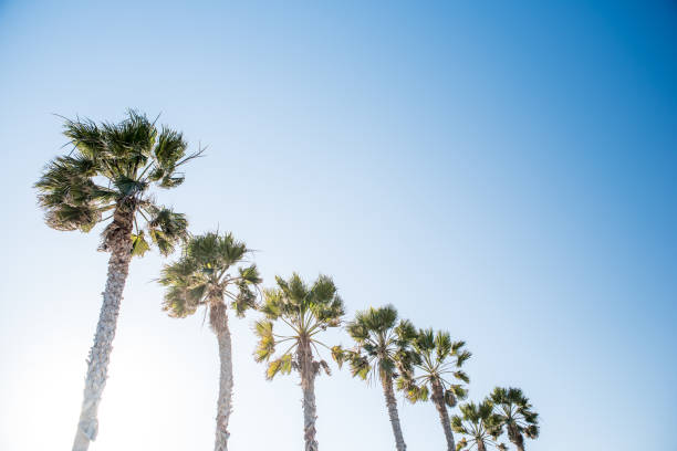 Palm Trees of Southern California stock photo