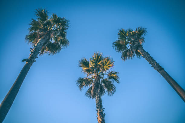 istock Palm Trees of Southern California 927190690