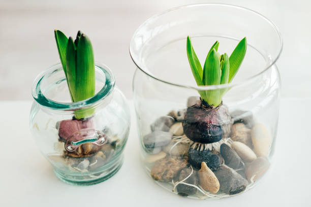 istock Spring flower pot decoration with hyacinth in glass jars. Easter decor. 927190850