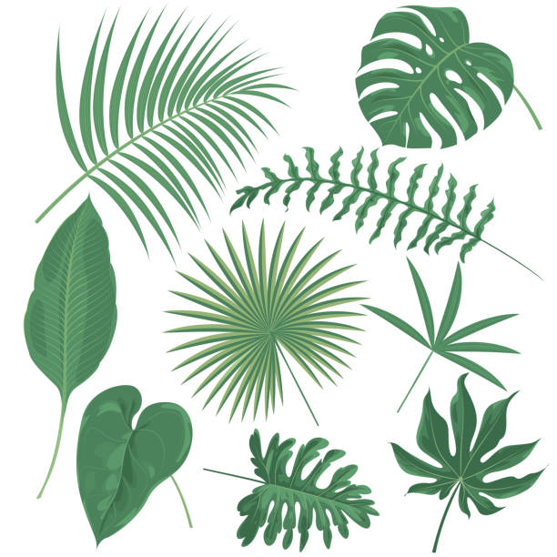 tropische pflanzen  - symbol leaf white background isolated stock-grafiken, -clipart, -cartoons und -symbole