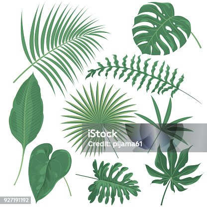 istock Tropical plants 927191192