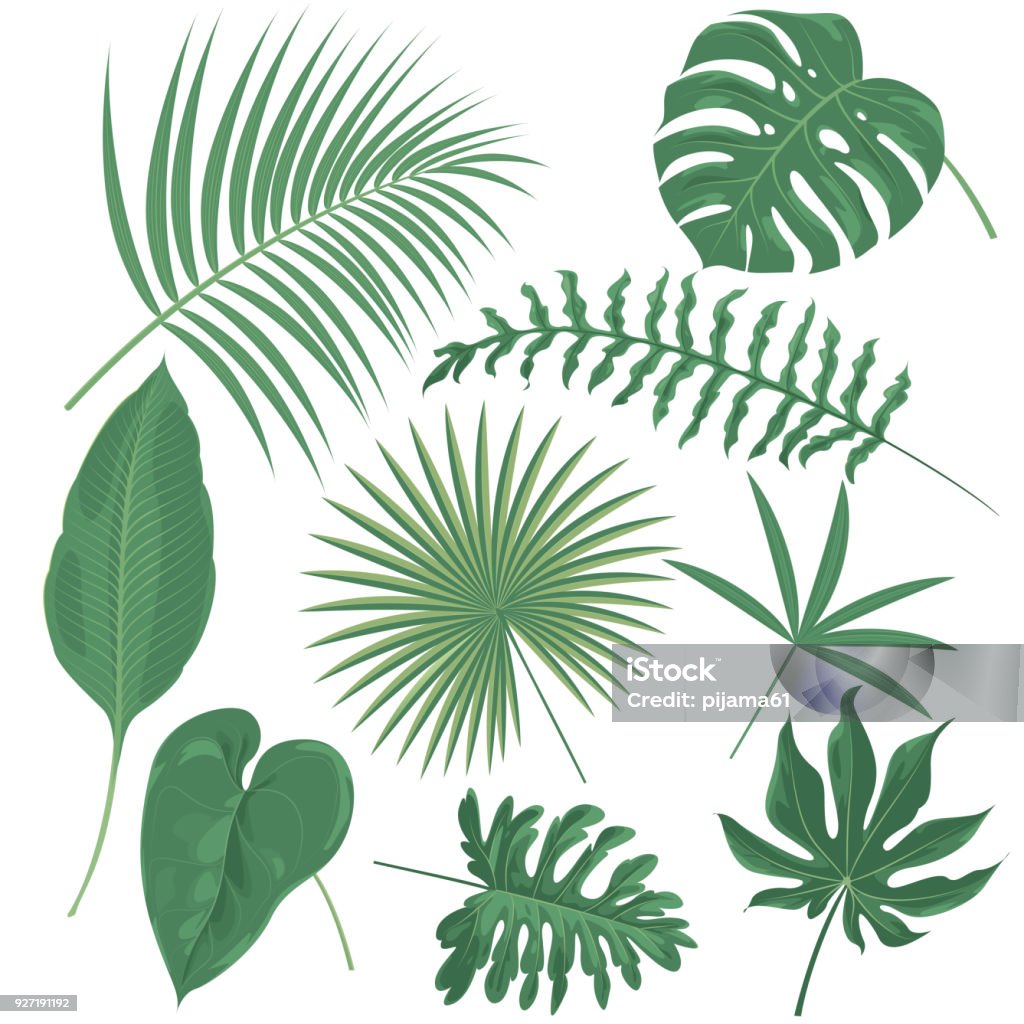 Tropical plants Vector tropical plants Palm Leaf stock vector