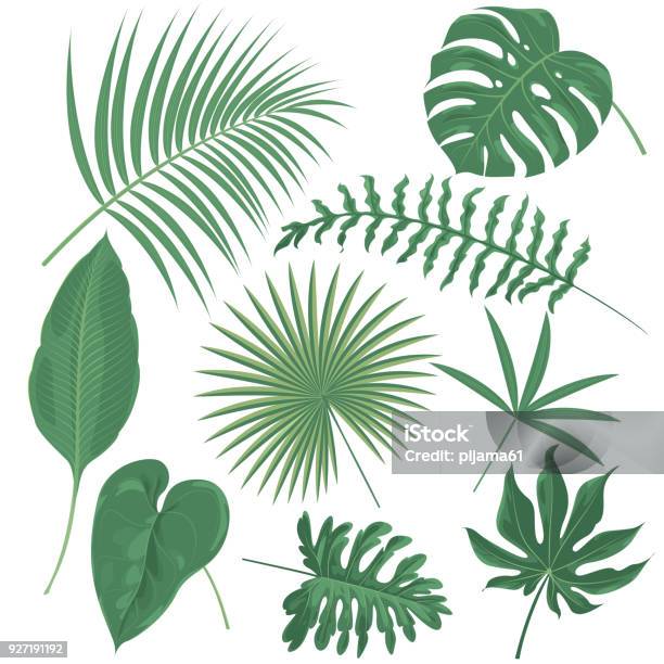 Tropical Plants Stock Illustration - Download Image Now - Palm Leaf, Leaf, Palm Tree