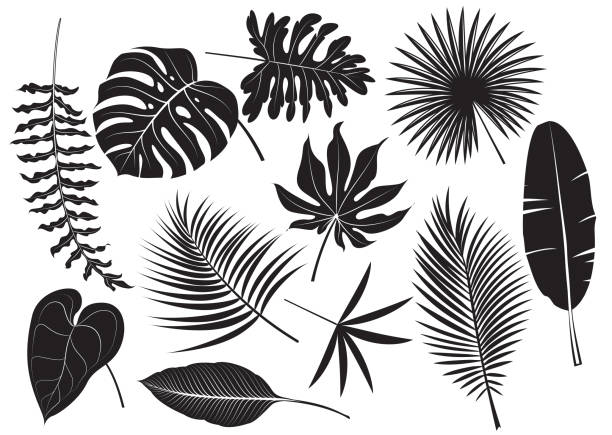 ilustraciones, imágenes clip art, dibujos animados e iconos de stock de plantas tropicales de siluetas - tropical rainforest illustrations