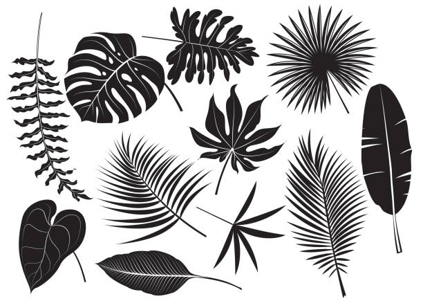 sylwetki roślin tropikalnych - egzotyczne drzewo obrazy stock illustrations