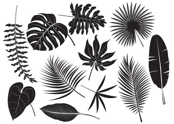 Vector illustration of Silhouettes tropical plants