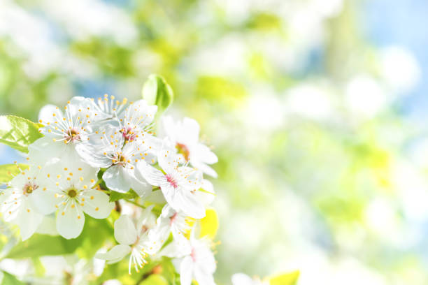 istock White flowers on a blossom cherry tree 927193562