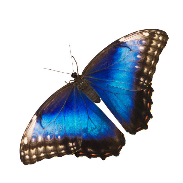 istock Bright blue morpho butterfly isolated on white background with spread wings 927194438