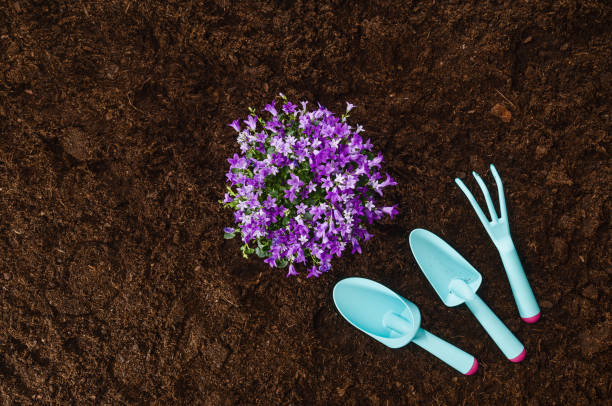 istock Gardening tools on garden soil texture background top view 927194614