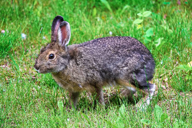 istock A snowshoe hare standing on all legs hopping 927194644