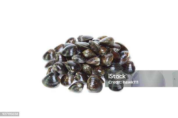 Clams In A White Background Stock Photo - Download Image Now - Bivalve, Clam - Seafood, Crustacean