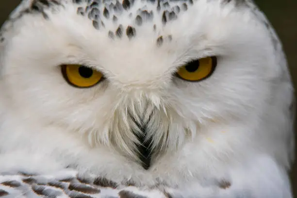 Closeup portrait of a snowy owl. (Bubo scandiacus)