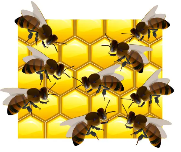 Vector illustration of Bees