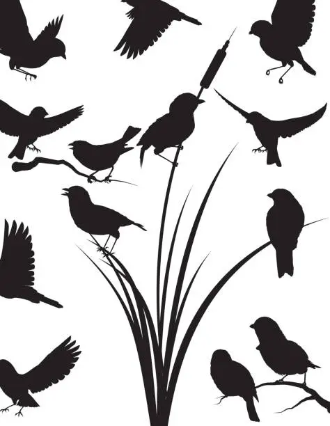 Vector illustration of Sparrow silhouette