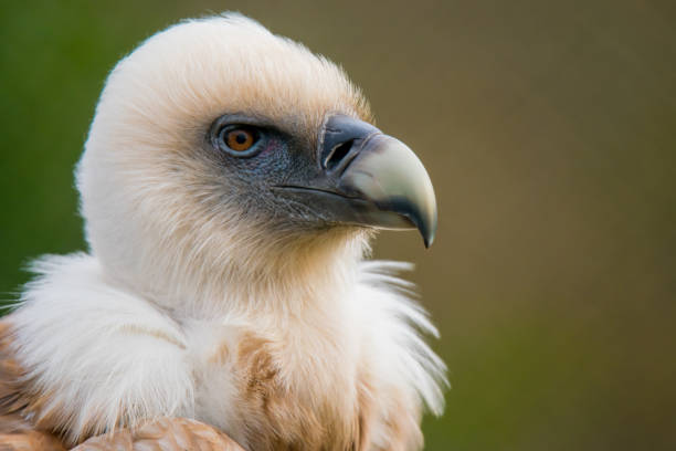 istock Portrait of a griffon vulture 927203646