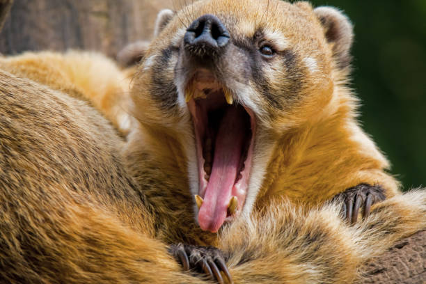 A Coati at the iguacu national park