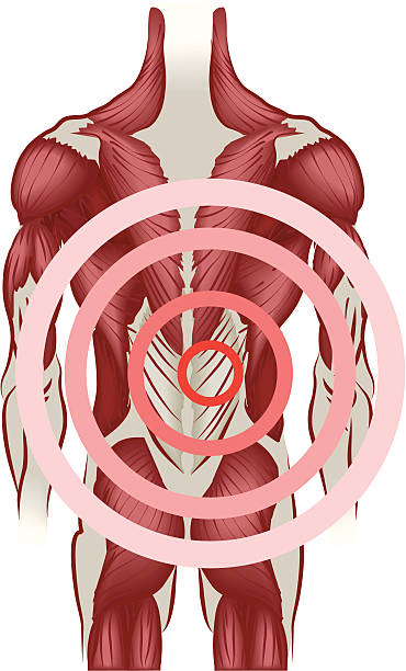 illustrazioni stock, clip art, cartoni animati e icone di tendenza di mal di schiena - human muscle muscular build animal muscle anatomy