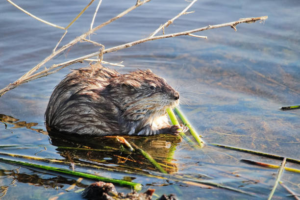 A muskrat sitting on a shore and eating reeds in spring.