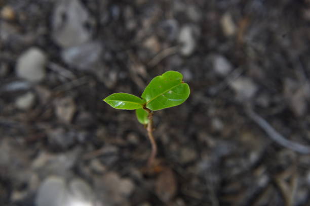 istock Green young plant growing in soil 927215080