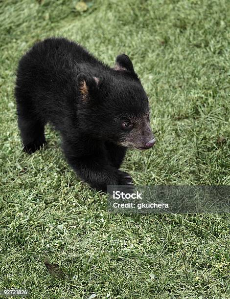 Running American Black Bear Cub Stock Photo - Download Image Now - American Black Bear, Animal, Animal Wildlife
