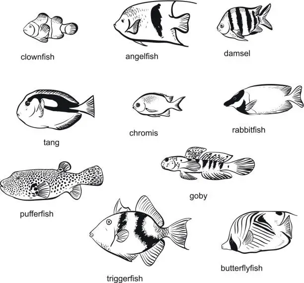 Vector illustration of Reef Fish