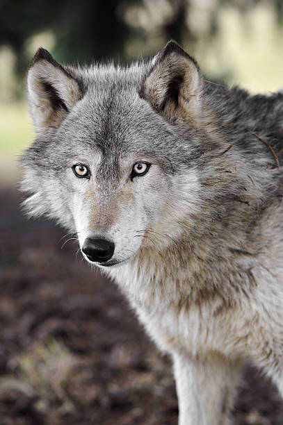 istock Timber Wolf (Canis lupus) with Pine Needles in His Fur 92721915