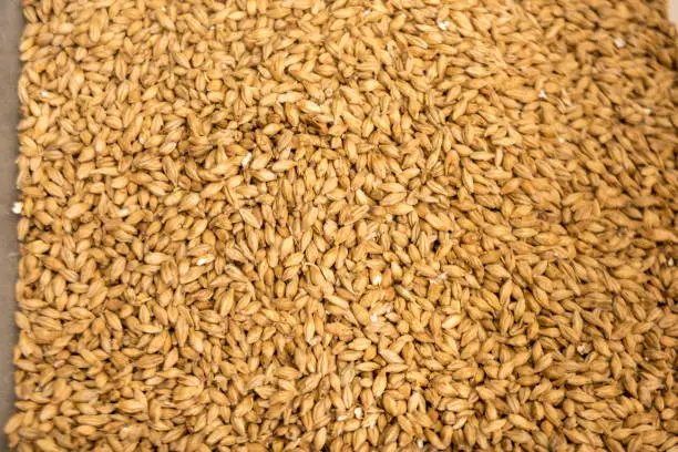 View of some barley malt in a close-up capture. Backgrounds collection.