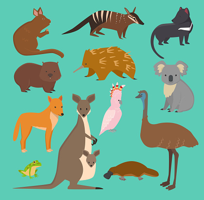 Australian wild vector animals cartoon collection australia popular animals like platypus, koala, kangaroo, ostrich set isolated on background.