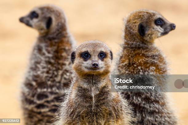 Meerkats Stock Photo - Download Image Now - Meerkat, Alertness, Animal