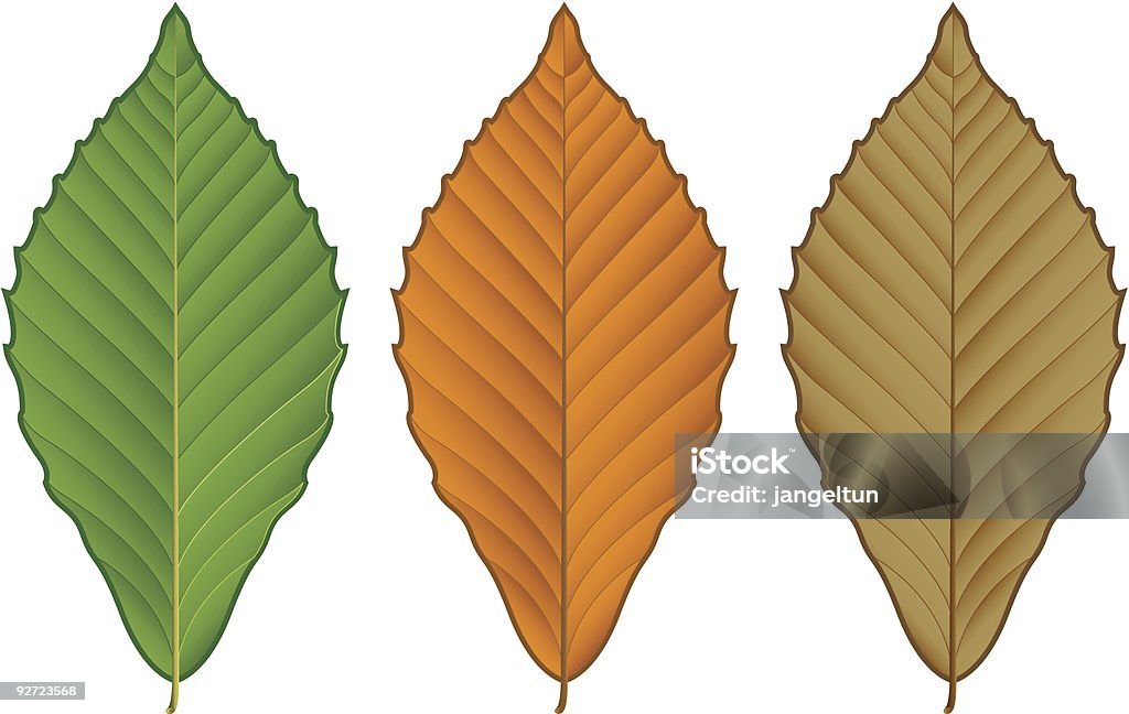 Hoja de Beech - arte vectorial de Abono libre de derechos