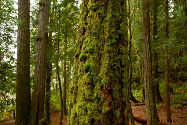 istock Pacific Northwest forest and Douglas fir trees 927240332