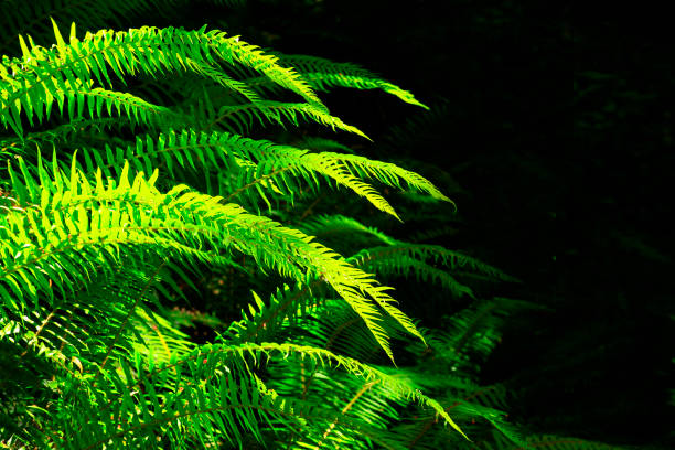 istock Pacific Northwest forest and Sword ferns 927243864