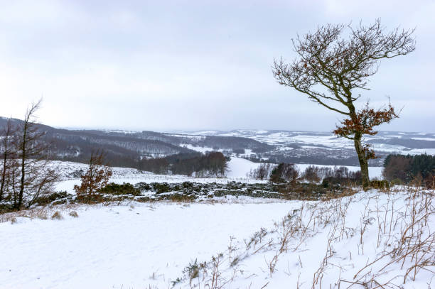 istock Lone Tree on Snow Covered Ground on High Cliff Guisborough 1 927247130