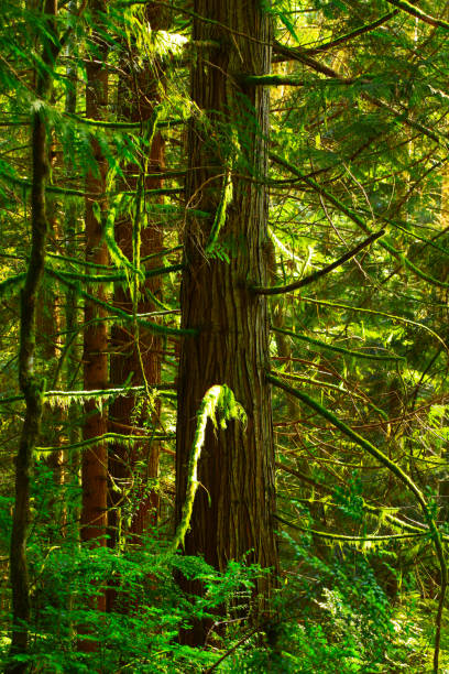 istock Pacific Northwest forest and Douglas fir tree 927252830