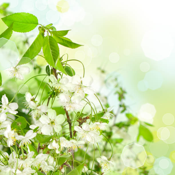 istock Abstract floral background - beautiful spring blossoms 927253316