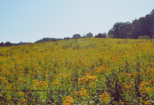 Goldenrod, Asteraceae, is a healing plant or weed found in open meadows, beautiful bright and cheery in color