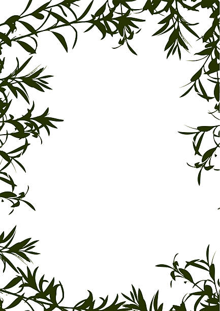 Olive Tree Branches Frame Border  vector food branch twig stock illustrations