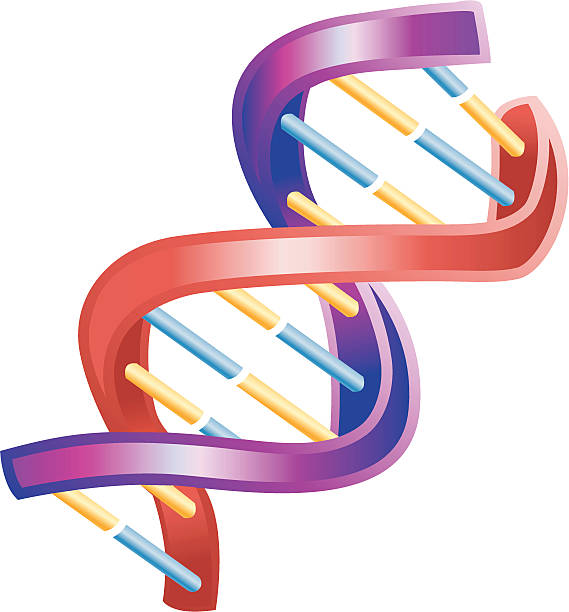 ilustraciones, imágenes clip art, dibujos animados e iconos de stock de ilustración de brillante doble hélice de adn - dna helix helix model symmetry