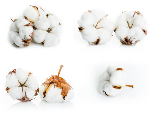 istock collage Cotton plant flower isolated on white background 927264266