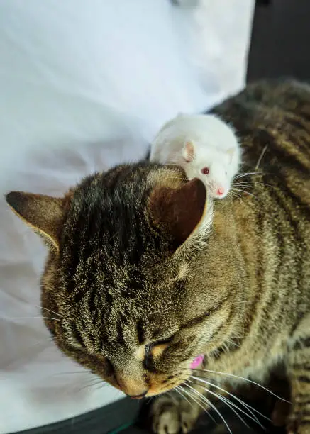 Mouse on top of a cat