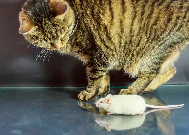 cat and mouse standing together