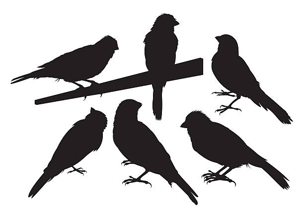 ilustrações de stock, clip art, desenhos animados e ícones de silhuetas de pássaro canárias - birdsong