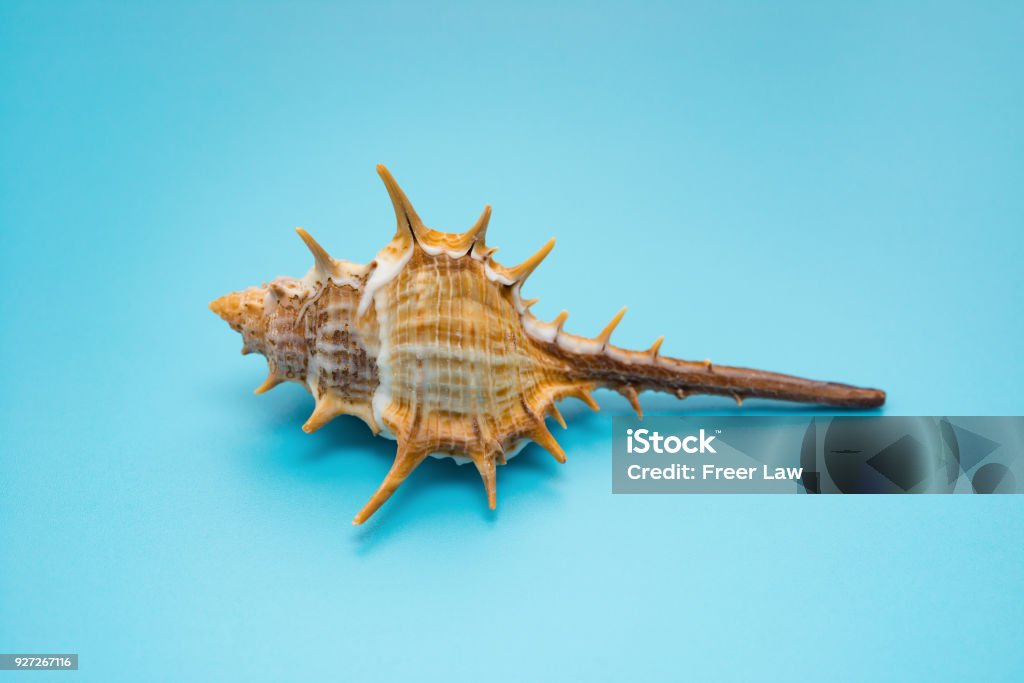 Conch Side View Side View Conch Shell On A Blue Background Stock Photo - Download Image ...