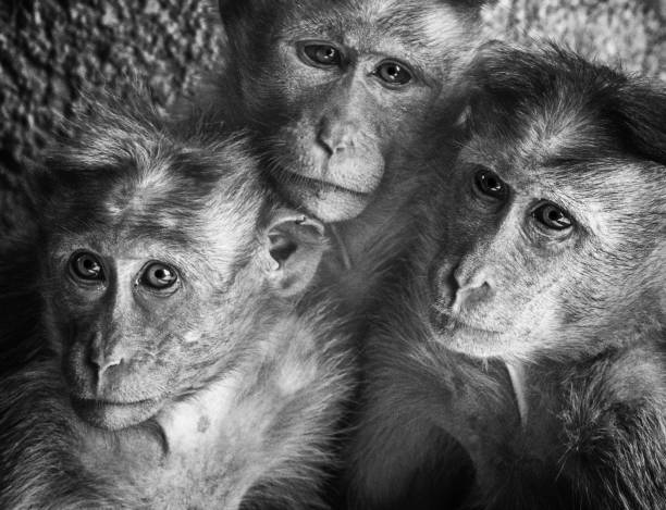 Monkey in zoo Monkey in an enclosed zoo, animal abuse, nature barbary macaque stock pictures, royalty-free photos & images