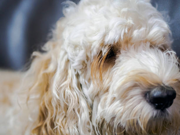 Spoodle or cockapoo Portrait of a fluffy spoodle or cockapoo dog in closeup view. The popular breed is a mix between cocker spaniel and poodle. bébé berger australien stock pictures, royalty-free photos & images