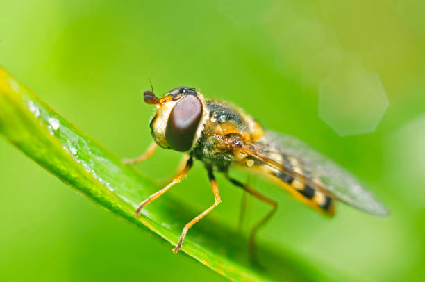 istock Food aphid fly with beautiful dew 927273792