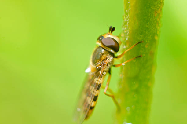 istock Food aphid fly with beautiful dew 927274394