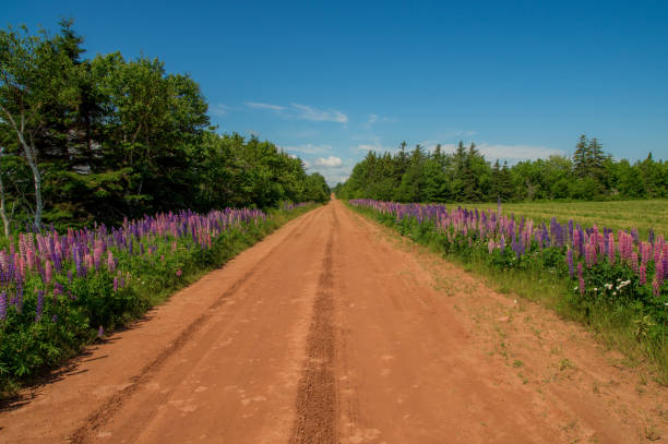 on a dirt road surrounded with beautiful flowers, prince edward island canada - scented non urban scene spring dirt imagens e fotografias de stock